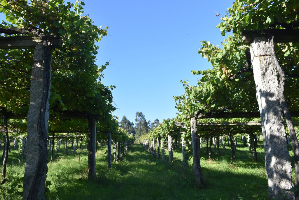 La vendimia manual es la que se lleva a cabo en los viñedos en sistema emparrado de Condes de Albarei.